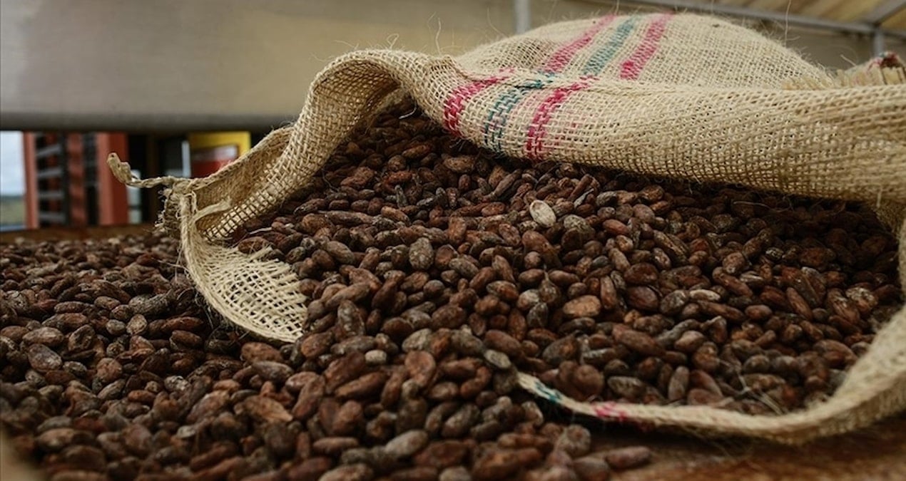 Geçen yıl rekor kırmıştı, bu kez sert düştü: Kakao fiyatları eriyor