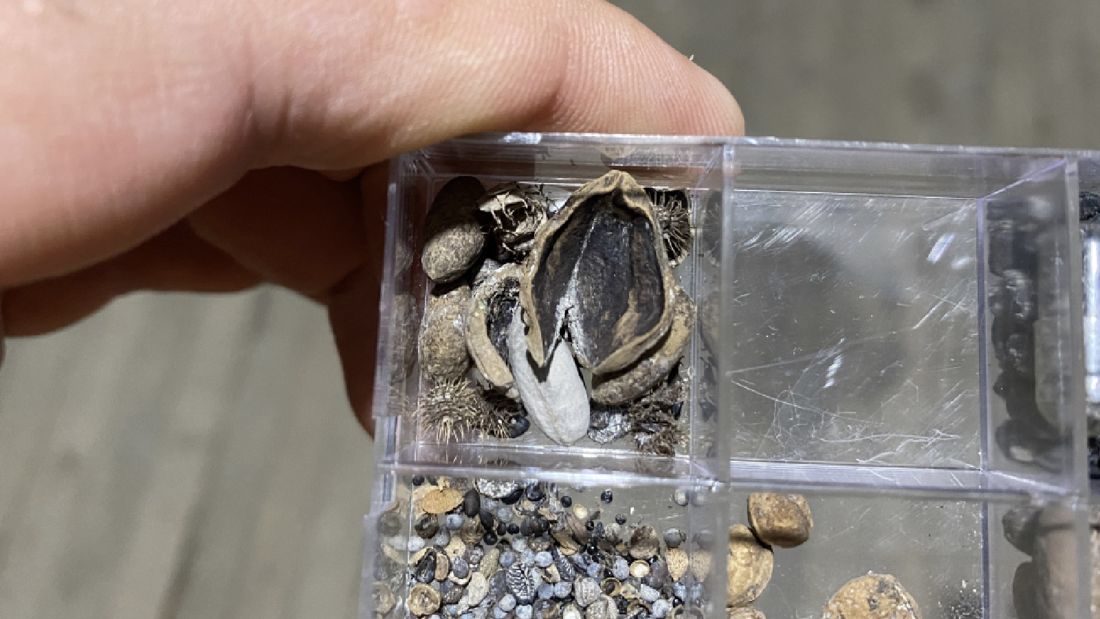 Hititlerin kutsal kenti “Nerik”te 3 bin 500 yıllık fındık fosili bulundu!