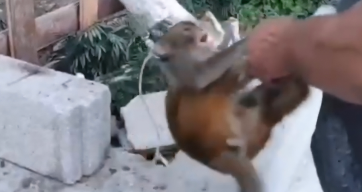 Maymunu dövüp sosyal medyada paylaştı: Hakkında işlem başlatıldı