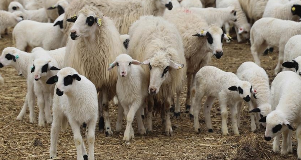 tigem 3 bin 200 reforme kucukbas hayvani satiyor WPse3I7g