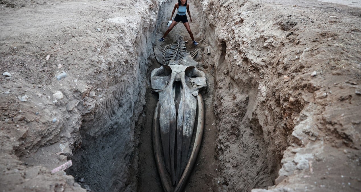 Dört yıl önce kıyıya vurmuştu: Dev canlının kalıntıları Mersin’de bulundu dort yil once kiyiya vurmustu dev canlinin kalintilari mersinde bulundu mpXiOiip