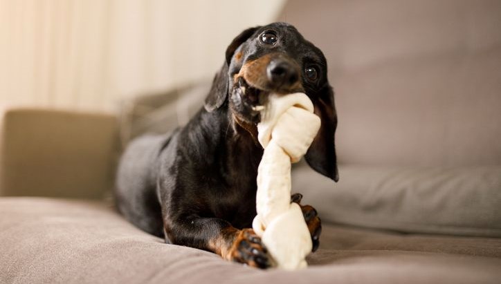 Köpekler oyuncaklarına kumar benzeri bağımlılık geliştiriyor