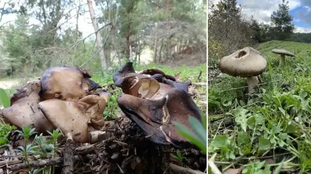 uzmanindan kritik uyari sonbaharda mantar zehirlenmelerine dikkat SaCDEEwS