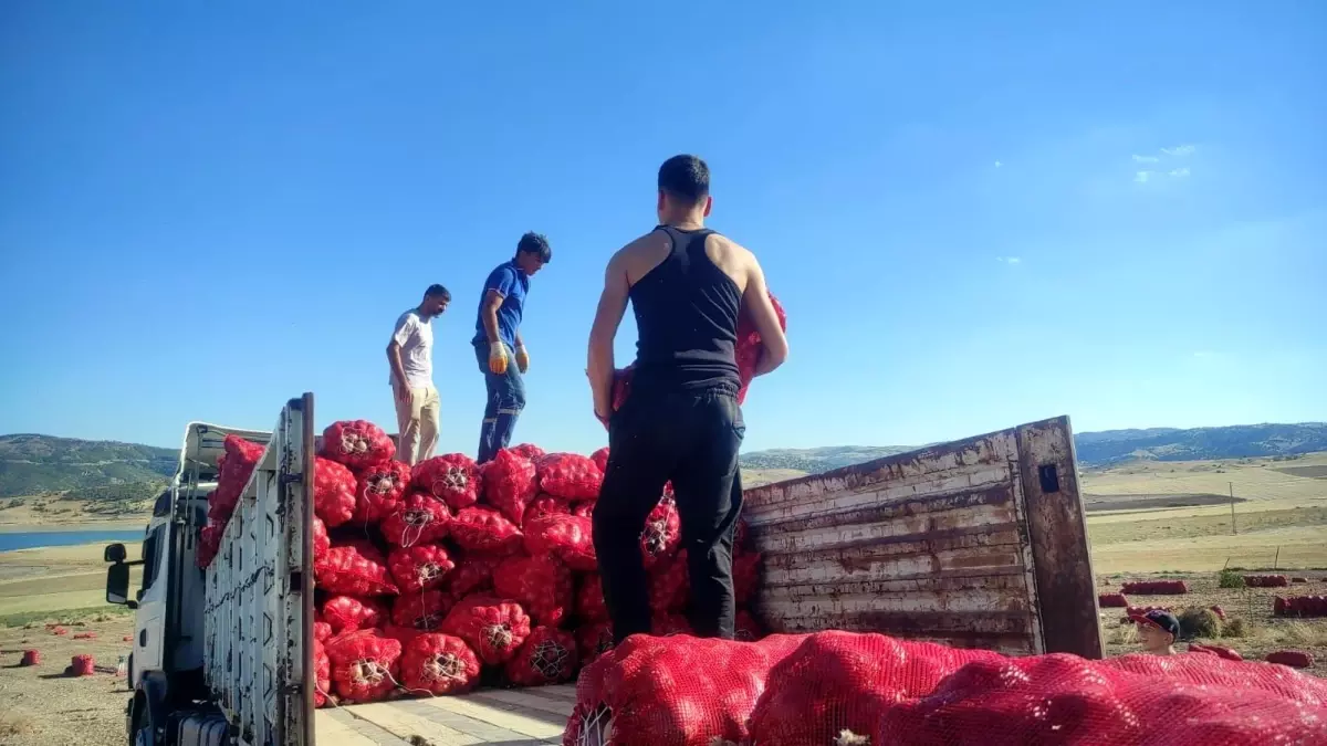 Yozgat’ta Soğan Hasadı İmece Usulüyle Yapılıyor