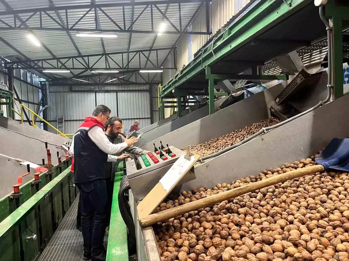 Ceviz Üretimi Destekleniyor