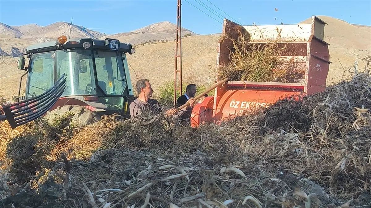 Doğanşehir’de Kuru Fasulye Hasadı Başladı