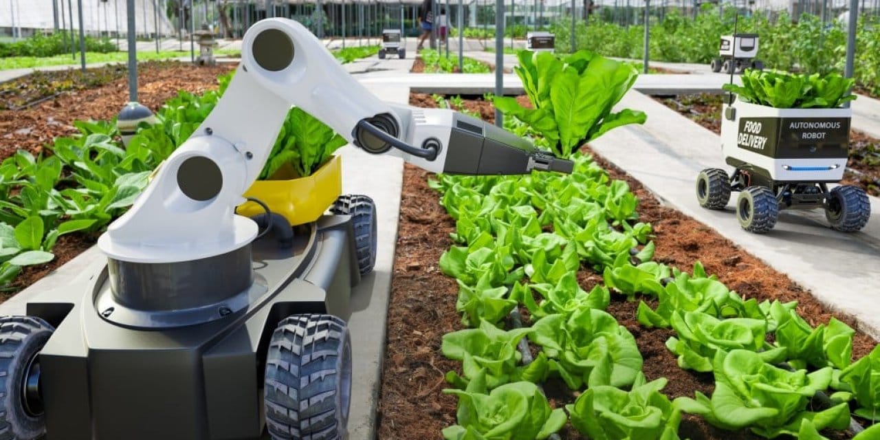 Tarlada traktör değil robot var! Çiftçi uyurken robot hasat yapacak