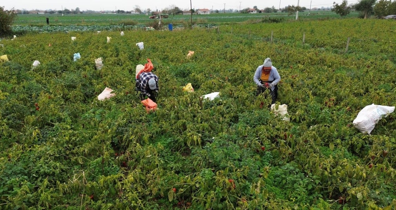 Tarlaya giren çiftçiler kör oldu