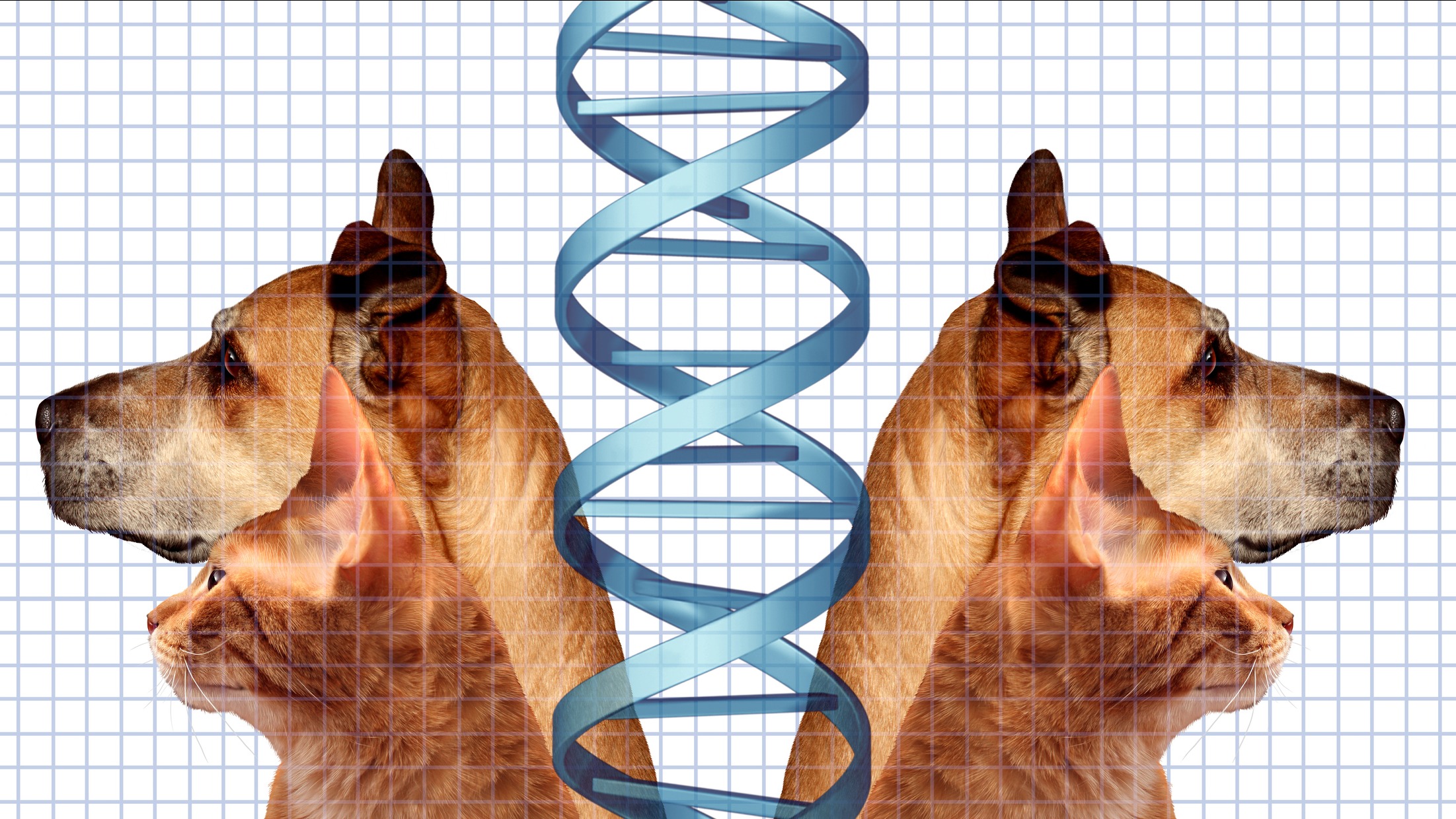 Ünlüler evcil hayvanlarını klonlatıyor, uzmanlar uyarıyor